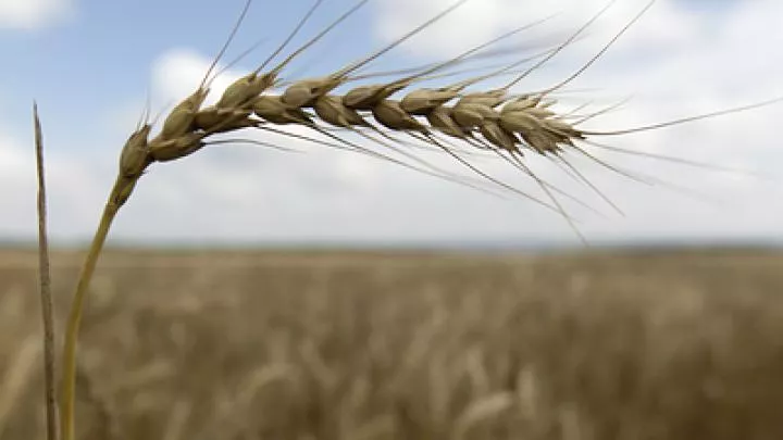 Россия согласилась продлить зерновую сделку на два месяца