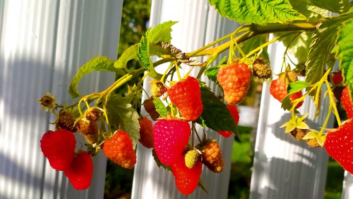 В Польше увидели опасность в замороженной малине с Украины  В Польше увидели опасность в замороженной малине с Украины